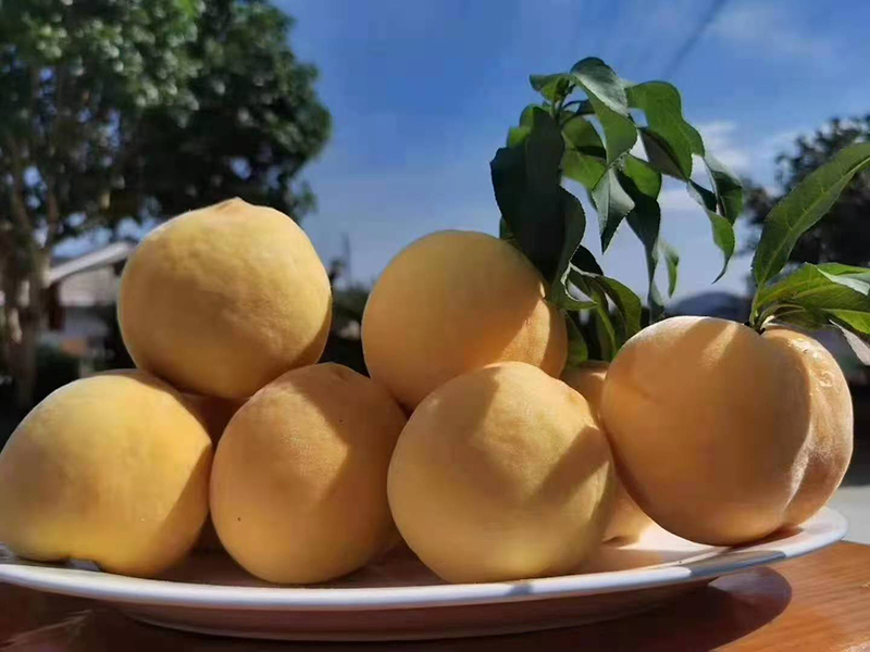 炎陵黄桃